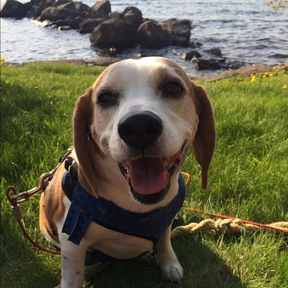 Meet your Posher, Suzanne - Picture 2 of 2